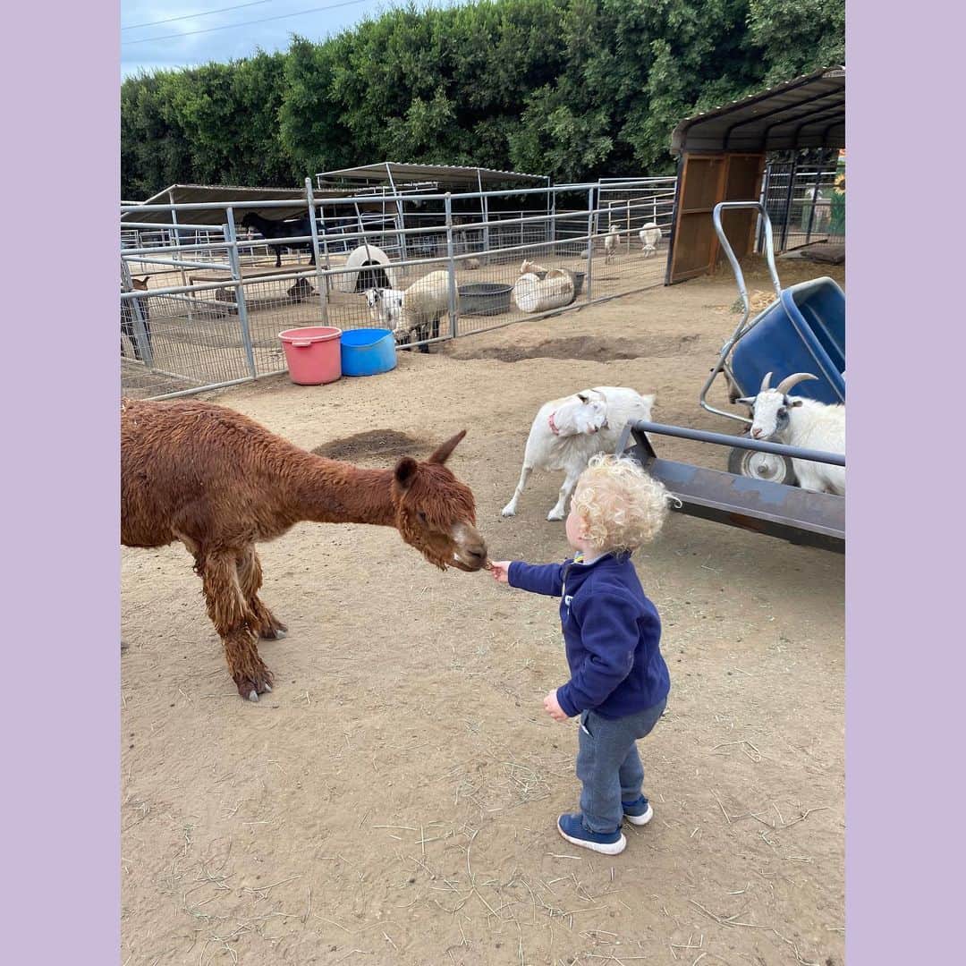 ブリアンナ・ブラウンのインスタグラム：「California folks!  If you are looking for something that is COVID safe to do with your family, your pod or you just need some TLC, I highly recommend Big Heart Ranch in Malibu. Once you read their mission statement you’ll want to go and share with all of your friends. Highly recommend!  BIG HEART RANCH  MISSION: To provide a forever home for neglected, abused, and/or abandoned animals and a safe place for humans to heal and grow from trauma and mental or emotional struggles through connection and care of our rescued animals.  BIG Heart Ranch is a 501c3 non-profit animal rescue and community wellbeing center that provides experiential, nature-based, animal assisted growth & healing programs, to families and individuals affected by crisis, challenged by financial shortages, and people struggling with the effects of childhood and/or adult trauma.  PROGRAMS: Based on the principles of post-traumatic growth and the proven science of human and animal healing connections, BIG Heart Ranch provides experiential wellbeing opportunities, education, and mental health services for under-served people and those struggling from childhood, environmental, community, cultural or historical trauma.  including our signature H.I.G.H. (Horse Inspired Growth and Healing) program.  IMPACT: Since 2006 BIG Heart Ranch has rescued over 150 abused and neglected animals and donated over $1,000,000 in free therapeutic services to disadvantaged families and individuals, and those recovering from addiction or trauma.  TOUR: We offer a guided two hour visit/ tour with a suggested donation of $60 per adult and $30 per child. This will include many fun interactions with all of our rescue herd, feeding chickens & bunnies, brushing our goats, and walking a mini pony! We will have plenty of time to wander around the ranch and you are welcome to bring along a picnic lunch / snack to enjoy in our beautiful healing garden.  We also provide a similar modified visit/ tour for one hour with a suggested donation of $30 per adult and $15 per child.  Please email sandie@bigheartranch.org to book a tour!」
