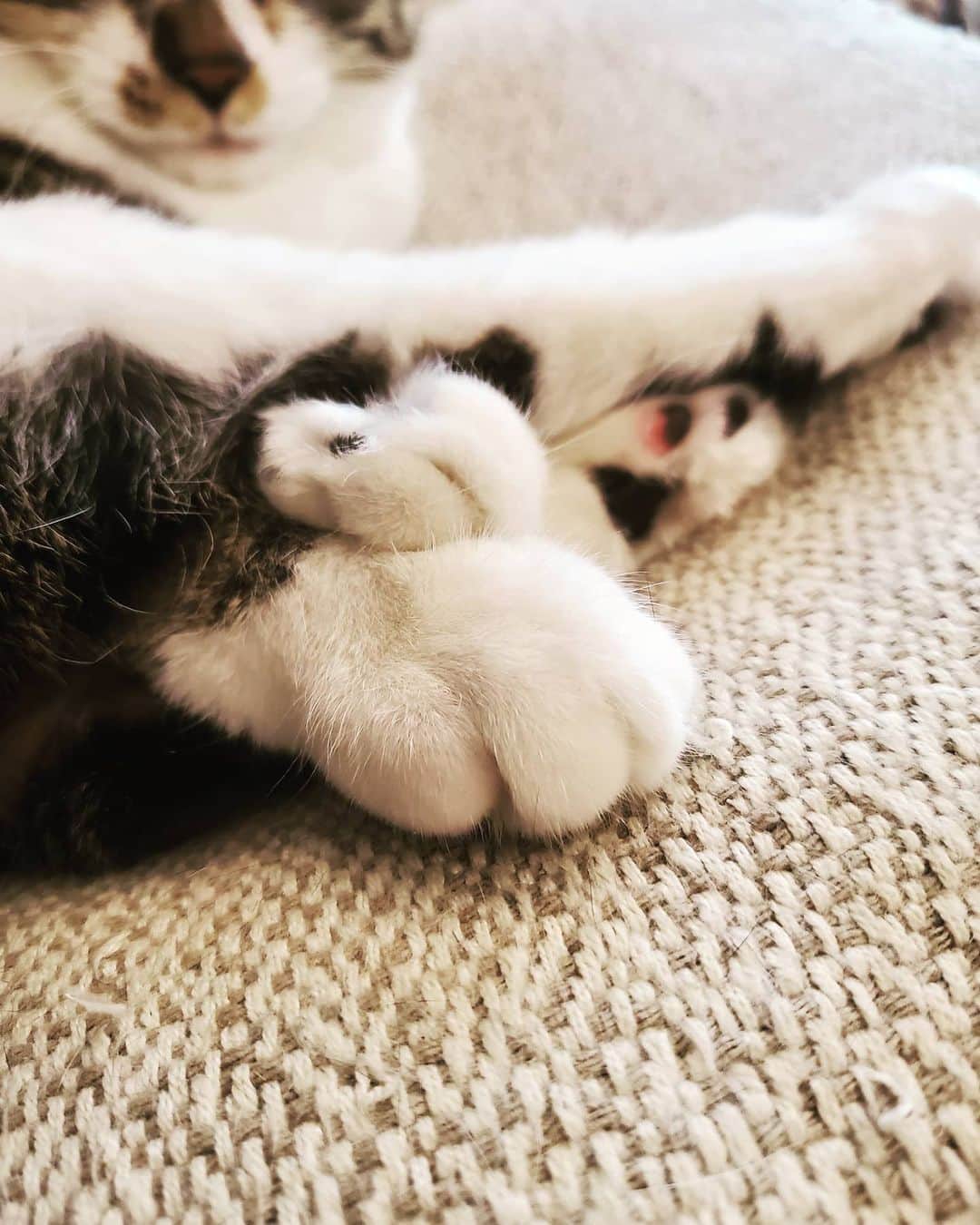 ジュノ のインスタグラム