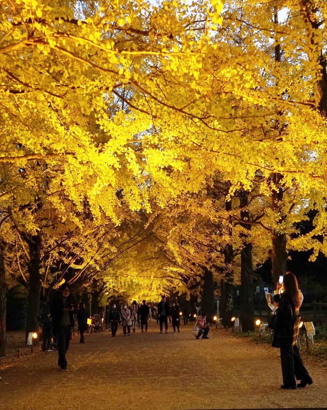 masayaさんのインスタグラム写真 - (masayaInstagram)「今日の昭和記念公園 Showakinen Park Tokyo today」11月13日 21時44分 - moonlightice