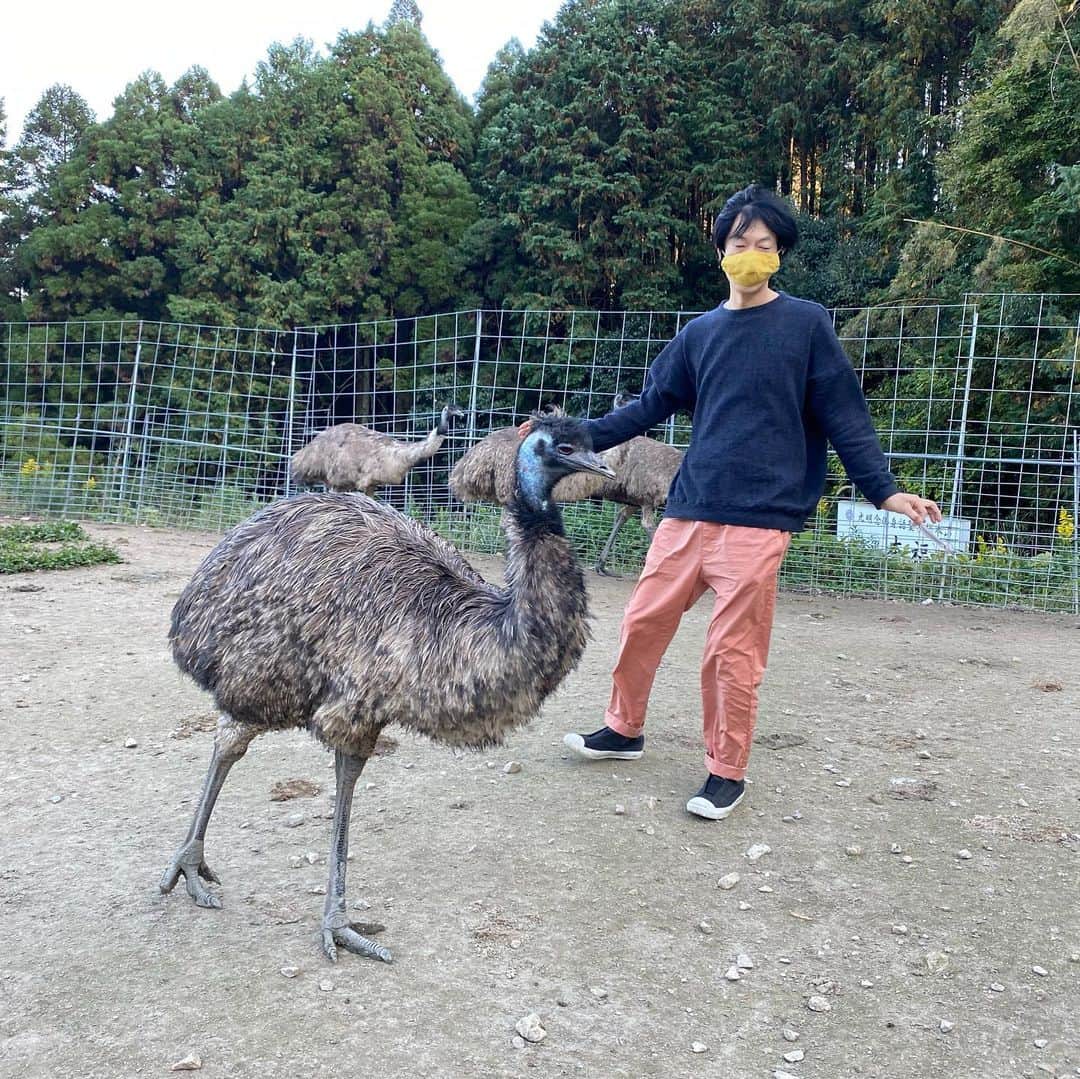 山田稔明さんのインスタグラム写真 - (山田稔明Instagram)「エミューは飛べない鳥。」11月13日 21時49分 - toshiakiyamada