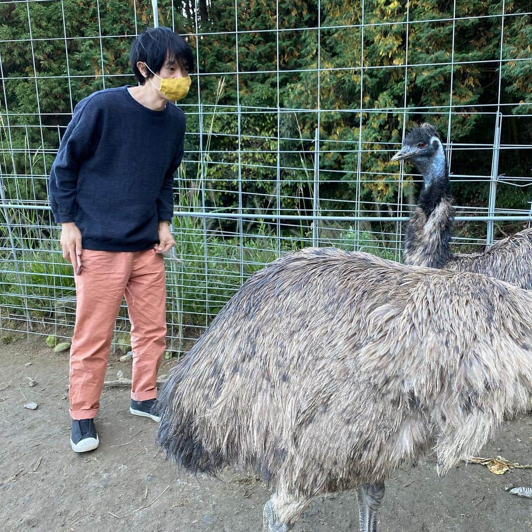 山田稔明さんのインスタグラム写真 - (山田稔明Instagram)「エミューは飛べない鳥。」11月13日 21時49分 - toshiakiyamada