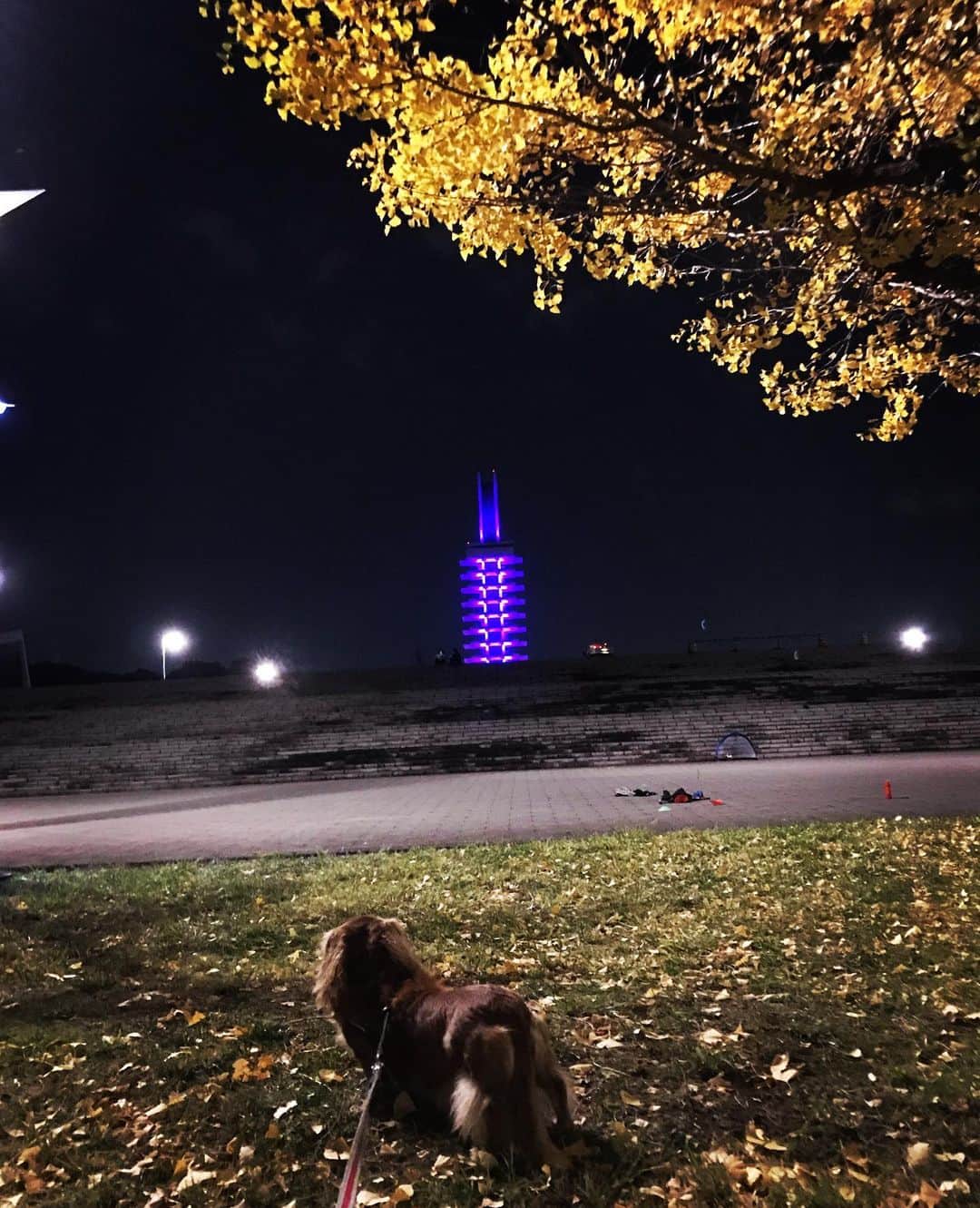 加藤章太郎さんのインスタグラム写真 - (加藤章太郎Instagram)「🐕🚶‍♂️🍁 #walking #mydog #autumnvibes #park」11月13日 21時49分 - __shotaro__
