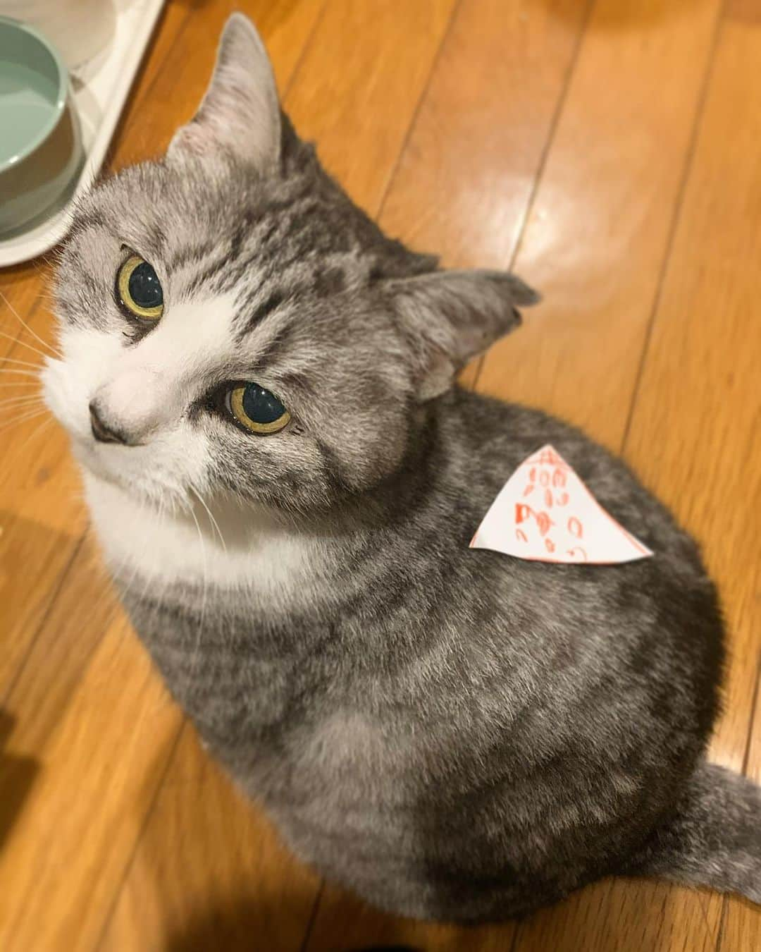 坂本美雨さんのインスタグラム写真 - (坂本美雨Instagram)「いもーと作、サバちゃん用のケータイ △▲  #cat #サバ美」11月13日 21時50分 - miu_sakamoto