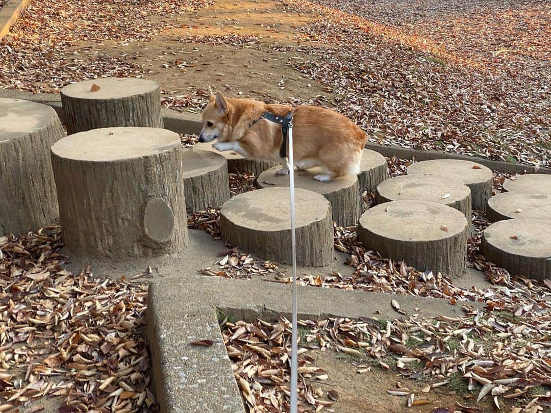 maggydaisyのインスタグラム：「_  デイジーは一度も乗らなかったよ、ここ。  #maggydaisymore20201113 #corgi  #コーギー #犬のいる暮らし #里親」