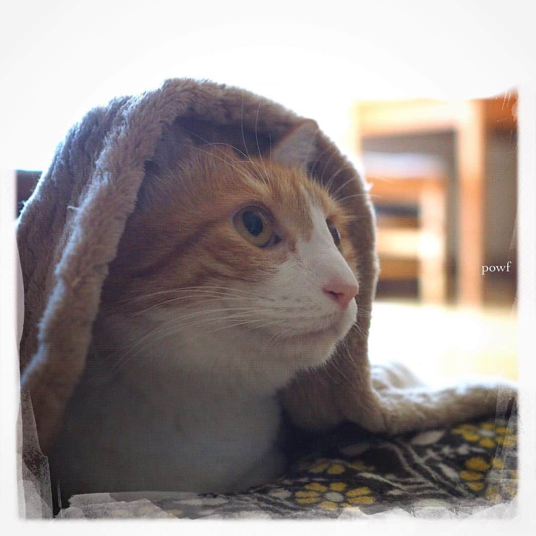 anemone_69のインスタグラム：「. #ハカセとキョウジュ #茶トラ白 #茶白 #cat #猫 #保護猫 . . #DreamCanvas_powf . . .」