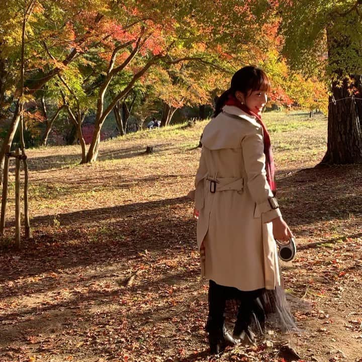 チャン・リーメイのインスタグラム：「月の石もみじ公園 にて🍁 ✴︎ きっとこの１週間が ✴︎ 最高の瞬間✨ ✴︎ 今週末は混むだろうなぁ…。 ✴︎ 想像以上に、 ✴︎ 一眼レフを持った若者が多くて、 ✴︎ びっくり＆うれしい。 ✴︎ むしろ若者率の方が多かったのは、 ✴︎ ツアーバスが来ないからかしら😅 ✴︎ #月の石もみじ公園  #愛犬とお出かけ #紅葉情報 #長瀞 #秩父 #紅葉2020 #dogslover #保護犬を家族に」