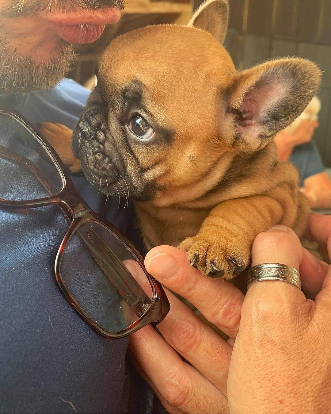 French Bulldogさんのインスタグラム写真 - (French BulldogInstagram)「The first day when I met my dads ❤️  @naia_world . . . . . #frenchbulldog #frenchbulldogsofinstagram #frenchbulldogs #frenchbulldogpuppy #frenchbulldoglove #afrenchbulldog #frenchbulldoglovers #frenchbulldogcrew #frenchbulldogeurope #frenchiefansunited #frenchie #frenchielove #frenchiegram #afrenchieaday #frenchieoftheday #frenchielife #frenchiephotos #frenchiefanatics #ilovemyfrenchie #frenchiesoverload #squishyfacecrewbulldog #frenchielover #adogslife #doglover #dogsofinstagram #frenchies #frenchielife #instafrenchie」11月13日 22時07分 - frenchie.world