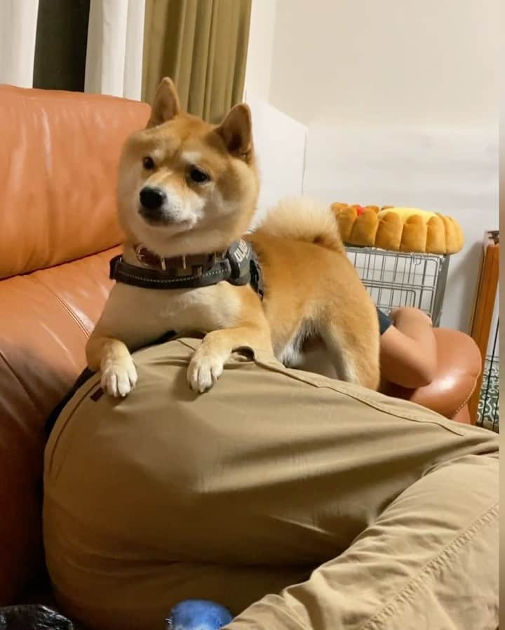 のインスタグラム：「とにかくパパの側に居たい豆千代くん🐾﻿ ﻿ #パパっ子チヨくん﻿ ——————————————————— ﻿ #子犬　#puppy  #강아지　#小狗　#豆柴 #柴犬 #犬  #shiba  #shibainu #mameshiba #гөлөг #9gag  #9gagpets #barked  #癒し  #dog #pet  #多頭飼い　#白豆柴　#白柴  #イコール　#petstagram  #anicas  #サンデイ」