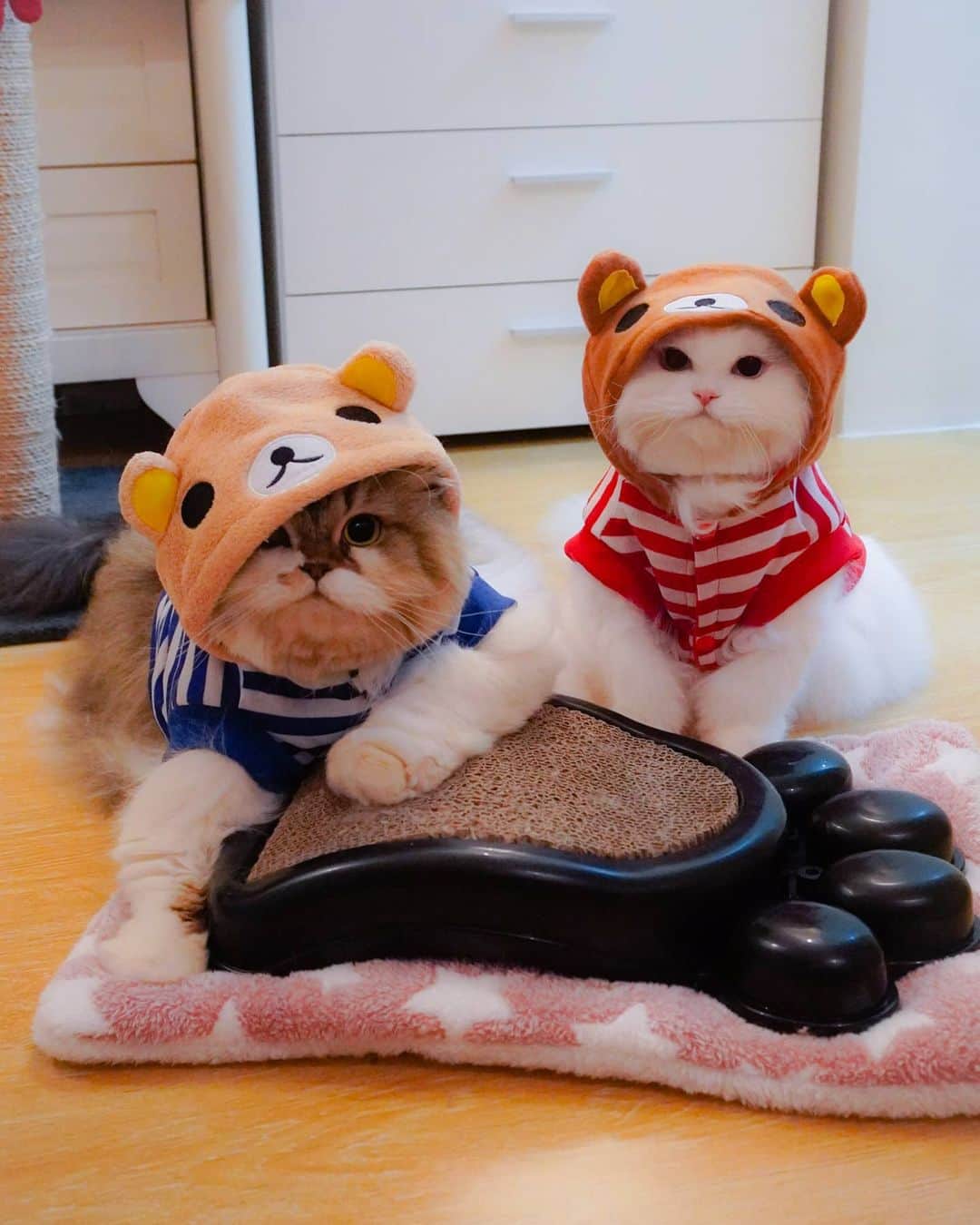 Kenshin & Chloeyのインスタグラム：「🐻 two kitty bears are better than one 😉♥️ #teddybearkitty#ilovethesetwo#bettertogether」