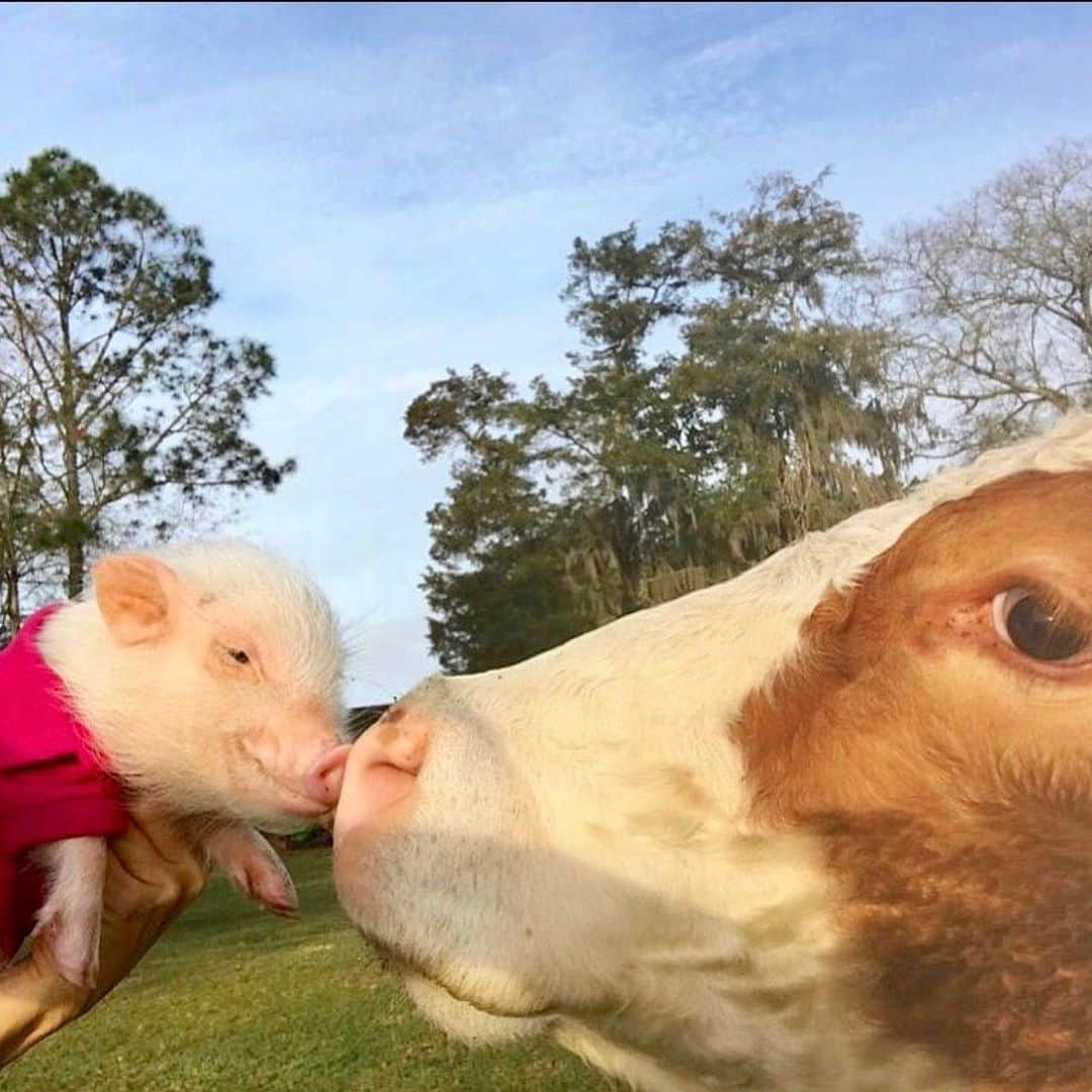 Priscilla and Poppletonさんのインスタグラム写真 - (Priscilla and PoppletonInstagram)「In a world where you can be anything, BE KIND! Happy #WorldKindnessDay! Let’s flood social media with positive and uplifting comments today!🐷🌎🐮#friendsnotfood #pumpkinthecow #piggypenn #prissyandpopshelpinghooves」11月13日 22時25分 - prissy_pig