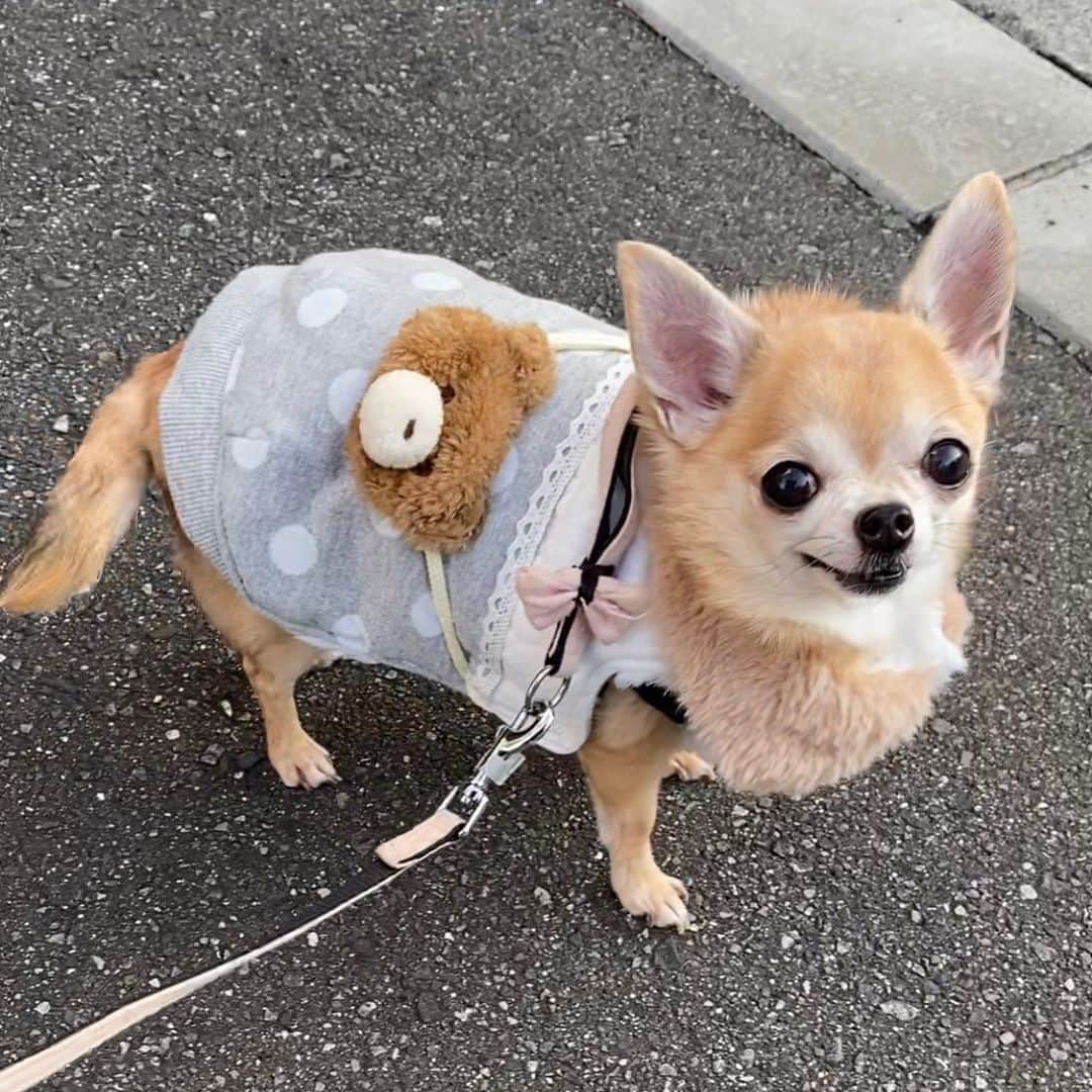 長原成樹のインスタグラム：「文江12歳、寒さに負けず散歩🐶 可愛いやっちゃ😄 #長原成樹　#チワワ　#散歩」