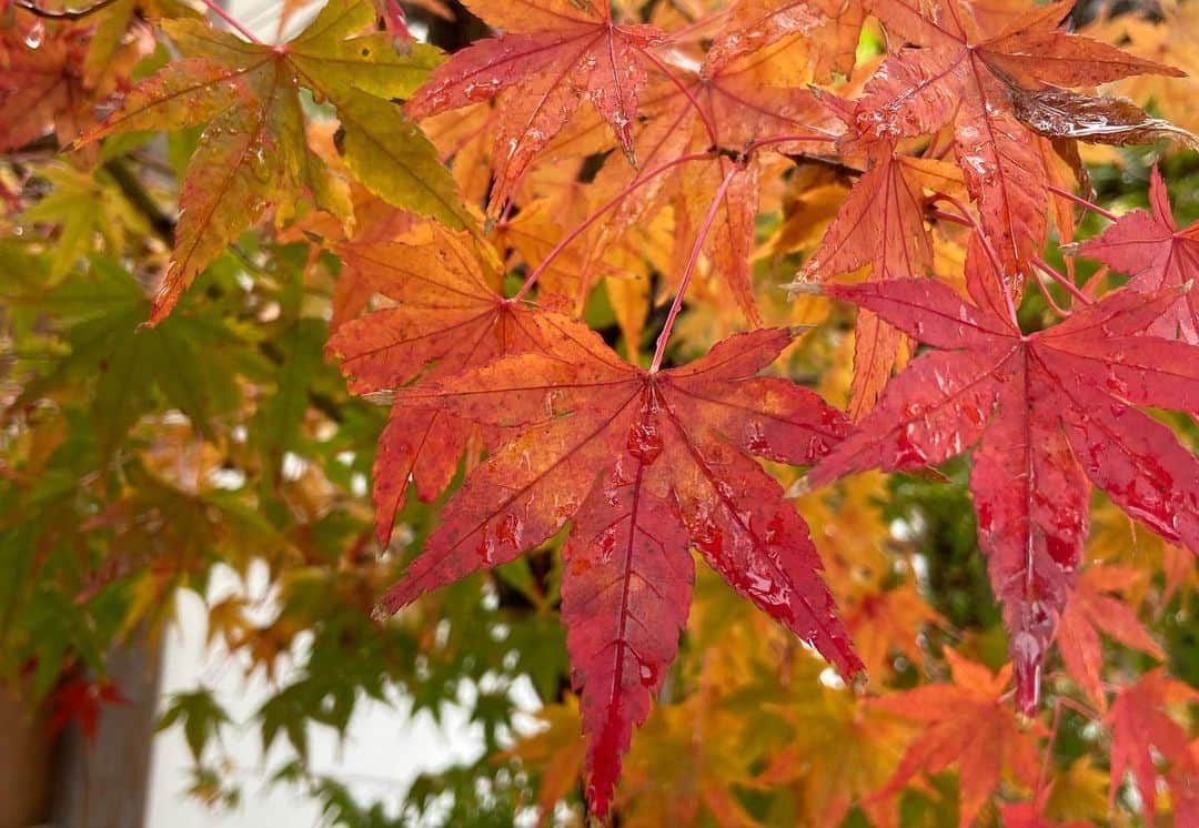 鈴木悠さんのインスタグラム写真 - (鈴木悠Instagram)「皆さんもう紅葉狩りには行きましたか？ カエデの語源は🍁カエデの葉がある生き物の手の形に似ていることが由来とされています。 知ってましたか？ #ゆう6かがわ #悠ゆう天気 #で詳しくお伝えしました #週末は晴れて紅葉狩りが楽しめる所が多いでしょう #よい週末をお過ごしください #塩江温泉郷にて 📸 #高松はきょうも愉快です」11月13日 23時06分 - yu_suzuki.tenki