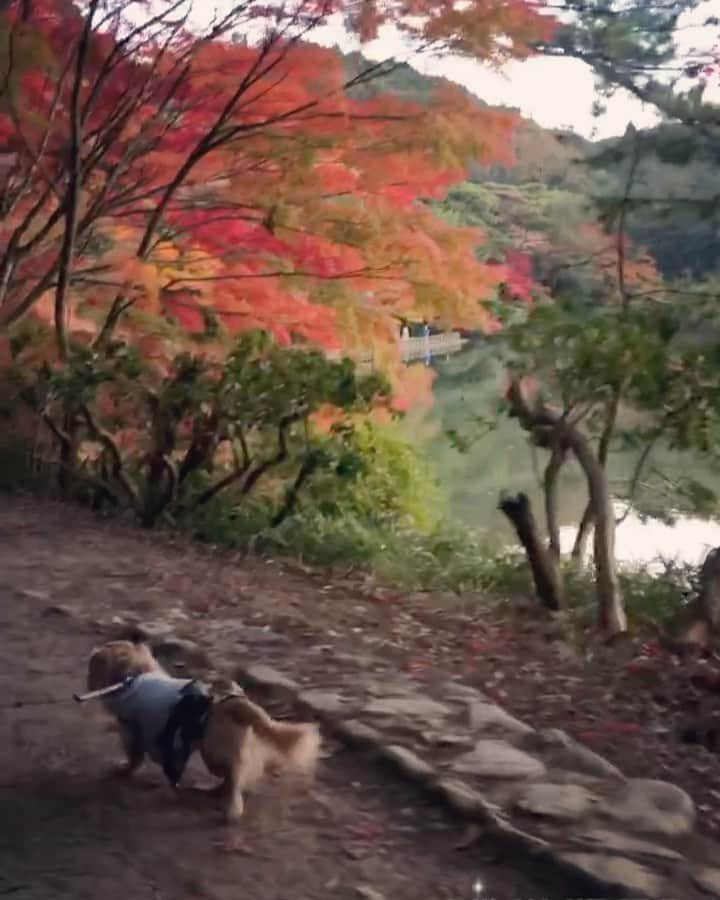 チズのインスタグラム：「秋んぽ🍁秋んぽぉぉ〜🐕💨🐾 来年も元気でお散歩出来ますょーに🙏 #動くマロン#movie 🎥 #六甲山#再度公園#修法ヶ原 #修法が原池 #水面にうつる紅葉  #タダスポ #日本の秋 🇯🇵 #紅葉#秋んぽ🍂 #深まる秋  #Mダックス#ダックス#ミニチュアダックス #親父犬#シニア犬#ミニチュアダックスフンド #ミニチュアダックスクリーム#短足部 #短足犬#カニンヘンダックス #ダックス14歳#カニンヘンダックスフンド#犬は家族#犬のいる生活#インスタでわんこみるのが日課 ♡♡」