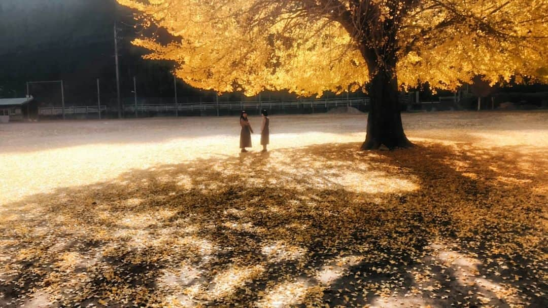 岩倉しおりさんのインスタグラム写真 - (岩倉しおりInstagram)「大きな銀杏の木」11月13日 23時13分 - iwakurashiori