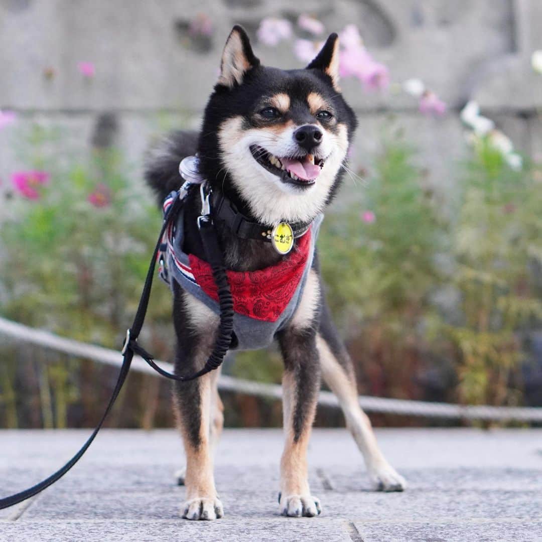のインスタグラム：「長めのゆうんぽ🐾🐾楽しかったよ😊 昼間にママちんが悩んでいたパパちんとママちんの晩ご飯のメインは、結局スペアリブのハニーマスタード煮込み🍖になったよ。(ママちんの得意料理😁)ボクは牛肉だった🥩牛肉は、半額だったらしい🤭2020.11.13  2021年黒豆柴こむぎの卓上カレンダー🗓の予約受付中‼️プロフィールから、予約専用サイトに飛べるよ。ぜひ、ボクのカレンダーで新年を迎えてね😉  #黒豆柴こむぎカレンダー #お散歩大好き #黒豆柴こむぎ #黒豆柴 #豆柴 #黒柴 #柴犬 #柴 #まめしば #しばいぬ #しば #mameshiba #kuroshiba #shibainu #shiba #shibalove #shibalovers #shibastagram #shiba_snap #shibasofinstagram #ふわもこ部 #pecoいぬ部 #いぬら部 #proudshibas #thedailyshibainu #ここ柴部 #いぬのきもち #todayswanko #rakutenpet #9gagcute」