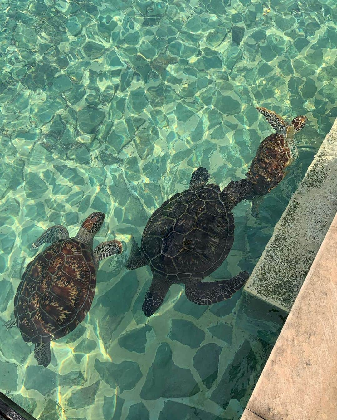 葉加瀬マイさんのインスタグラム写真 - (葉加瀬マイInstagram)「宮古島のシギラリゾート内はレストランもたくさんあったり、遊ぶところもたくさんでリゾート内でゆっくりできました☺️スイートアラマンダホテルは全室にプールがついているし（1度も入らなかったですが）可愛いウミガメさんがいるし、朝食のビッフェが美味しくて最高でした😻  #宮古島　#シギラベイサイドスイートアラマンダ #沖縄　#miyakojima #okinawa #오키나와 #미야코지마」11月13日 23時09分 - m.hakase