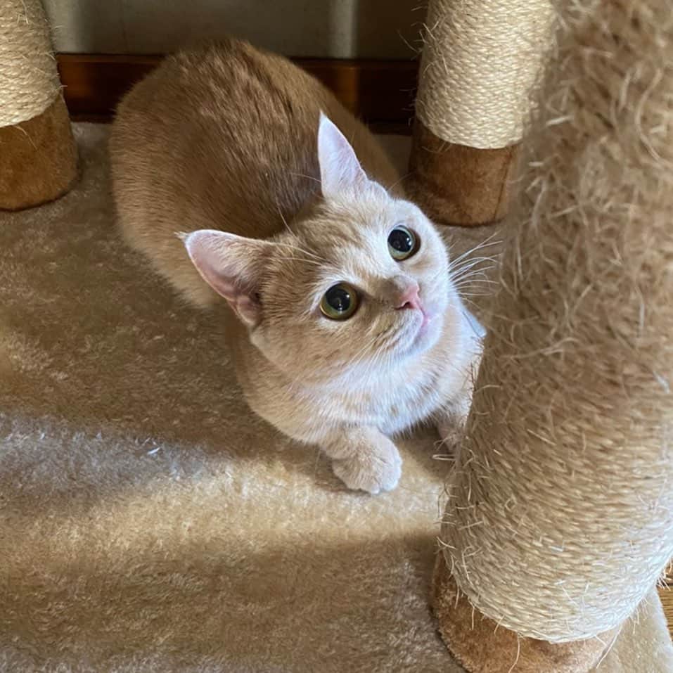 古市憲寿のインスタグラム：「久しぶりに猫さんの写真でも。　#ニャンスタグラム　#跳ぶまであと少し」