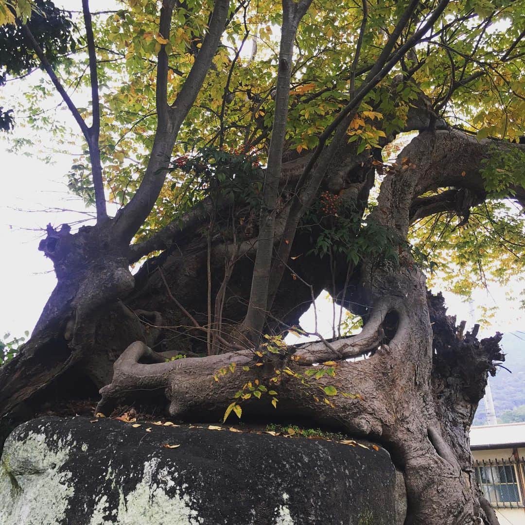 宮田麺児のインスタグラム：「実はこちら「古墳」の上に建てられた神社なのだ。 そこしれぬ　パワースポット  #パワースポット #パワースポット巡り #富士神社 #厳島神社 #大三輪 #古墳」