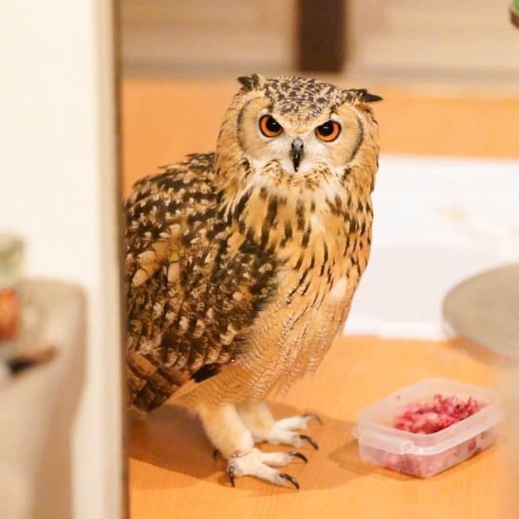 GEN3 Owlのインスタグラム：「お食事中 / Eating 🍖 #owl #owlgaru」