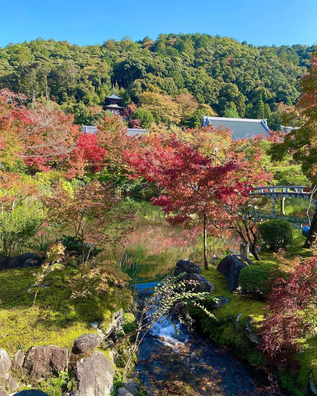 壱城あずささんのインスタグラム写真 - (壱城あずさInstagram)「.﻿ 「そうだ京都、行こう。」﻿ そう思い立って清水寺、永観堂の美しい紅葉を見に行ってきました🍁﻿ ﻿ 清水寺には阿弖流為と母礼の石碑があります。﻿ ここへ来たら必ずしばらく手を合わせ鮮麻呂の言葉で話をしてしまいます。﻿ 「お前たち元気にしてるのか…」﻿ といった調子で色んな話をするのですが向こうからしたら「誰やねん」ですよね。笑﻿ ﻿ 緑から赤へ変わっていく紅葉のグラデーションの美しさは今の時期ならでは。﻿ 季節の移り変わりを感じさせてくれます。﻿ 美しい自然と歴史を感じることができる京都ってやっぱり好きだなー﻿ ﻿ #そうだ京都行こう﻿ #思い立ったら行動しよう﻿ #京都#kyoto﻿ #清水寺﻿ #永観堂﻿ #鴨川﻿ #紅葉﻿ #絶景見ながら茶団子﻿ #壱城あずさ﻿ #しーらん﻿」11月13日 23時41分 - shiiran1012