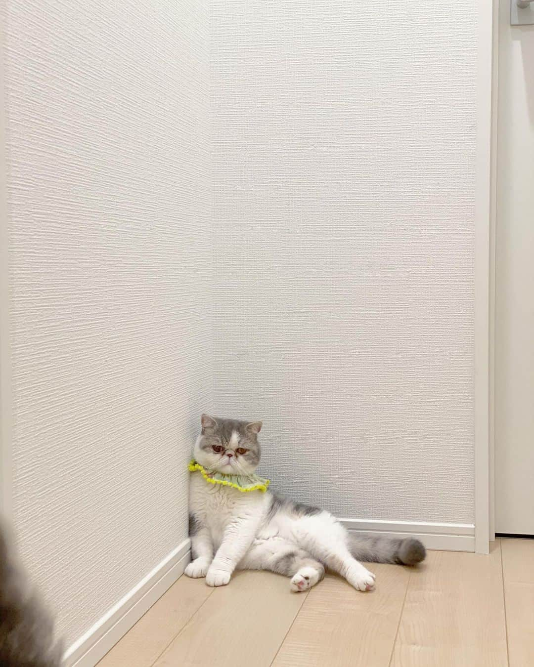 and myuさんのインスタグラム写真 - (and myuInstagram)「MUSUBI🍙 . マーメイドおった🧜‍♀️🍙 . . .  #エキゾチックショートヘア #exoticshorthair #exoticcat #エキゾチックロングヘア #exoticlonghair #にゃんすたぐらむ #みんねこ#ピクネコ#pecon#catsofinstagram #ふわもこ部 #ペコねこ部 #子猫#kitten#エキゾ #ぶさかわ#鼻ぺちゃ .」11月13日 23時54分 - _wasastagram_