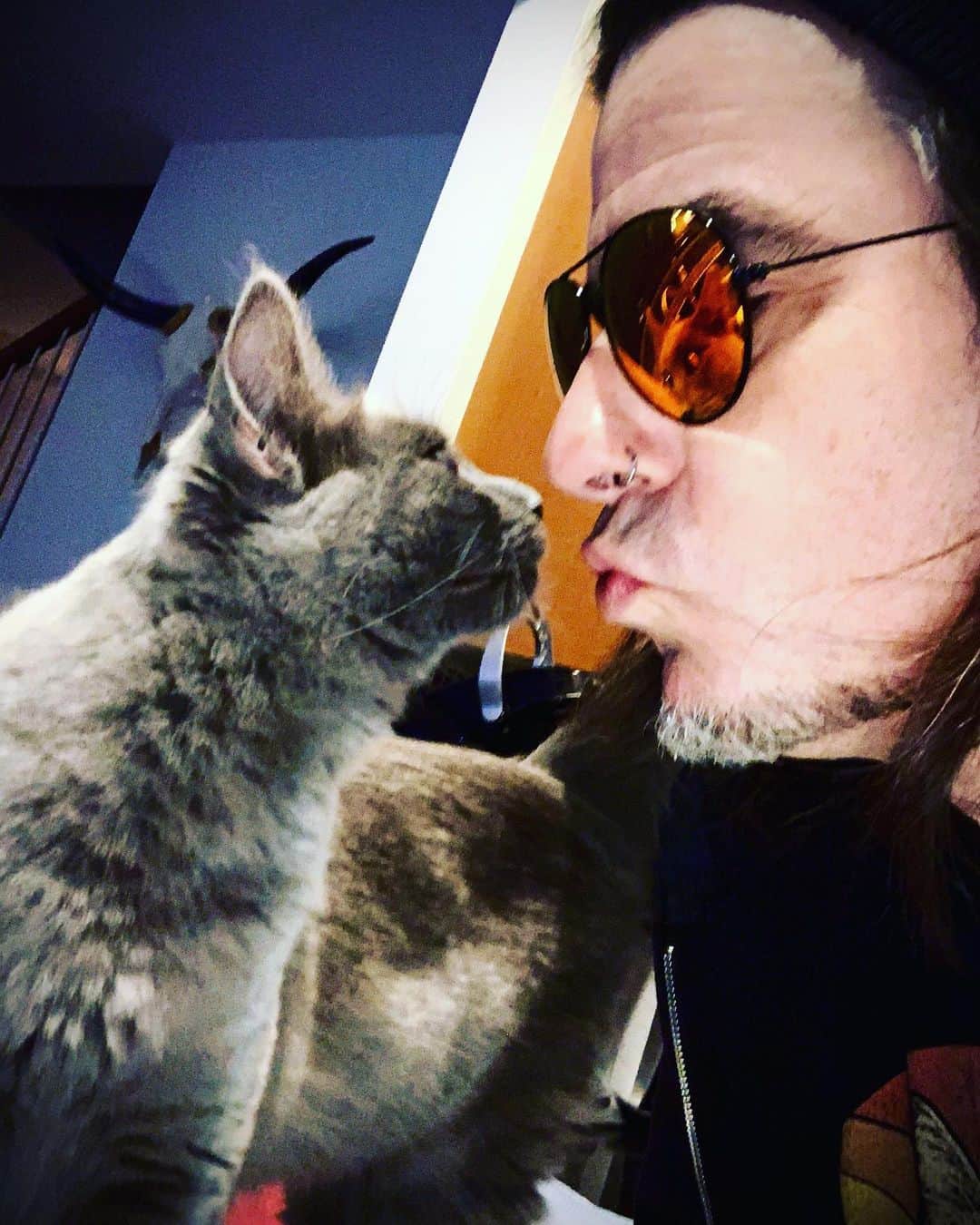 レイチェル・ボランさんのインスタグラム写真 - (レイチェル・ボランInstagram)「The kits are alright. Zsa Zsa gets a kiss. @officialglowhollywood @ryancook1969 #cats #catsofinstagram #love #follow」11月13日 23時54分 - officialrachelbolan