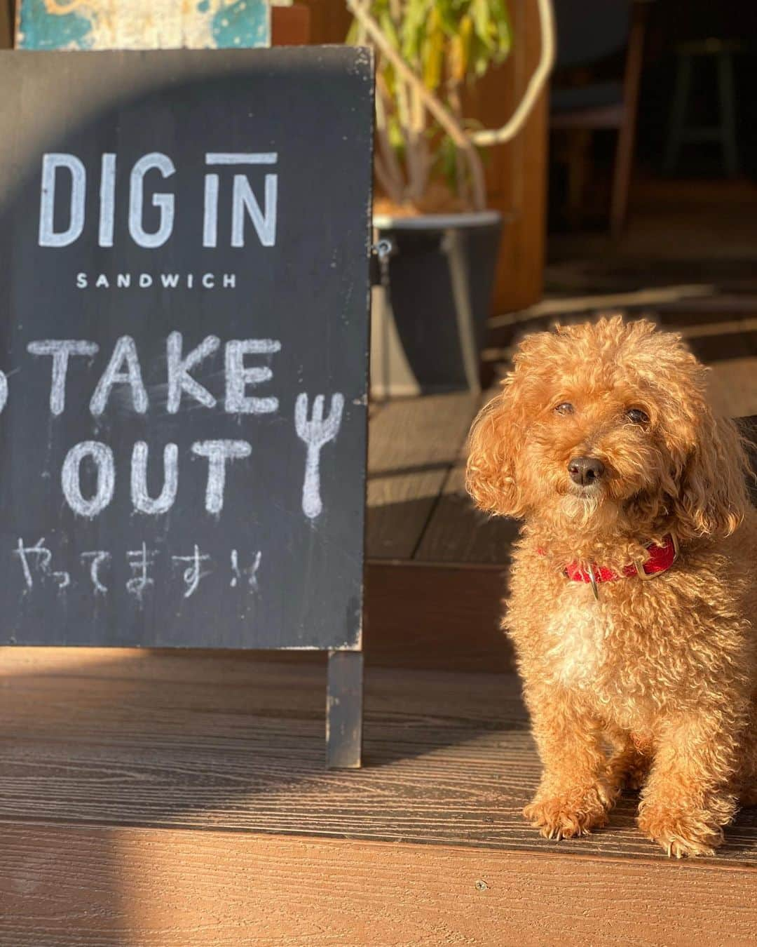 NAOTA（ナオタ）のインスタグラム：「@diginsandwich_diner  ワッフルチキンが絶品🧇✨✨ わざわざ来る価値あります🚗  #茅ヶ崎 #diginn_sandwich  #dogcafe  #eatin  #cafetour  #cafefood  #sandwiches  #wafflechicken」