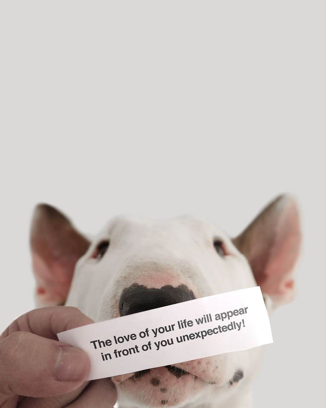 ラファエルのインスタグラム：「suddenly I opened a fortune cookie 🥠 . . de repente eu abri um biscoito da sorte 🥠」