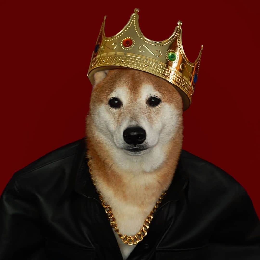 Menswear Dogのインスタグラム：「👑 The Notorious D.O.G 👑  In honor of @thenotoriousbig, aka Biggie Smalls, aka Biggie (Christopher Wallace) who was inducted into the Rock and Roll Hall Of Fame a week ago from today:   "Nobody has come close to the way Biggie sounds, to the way he raps, to the frequency that he hits...The Notorious B.I.G representing Brooklyn, New York, we up in here!"  - @diddy   We are still Hypnotized 🙏」