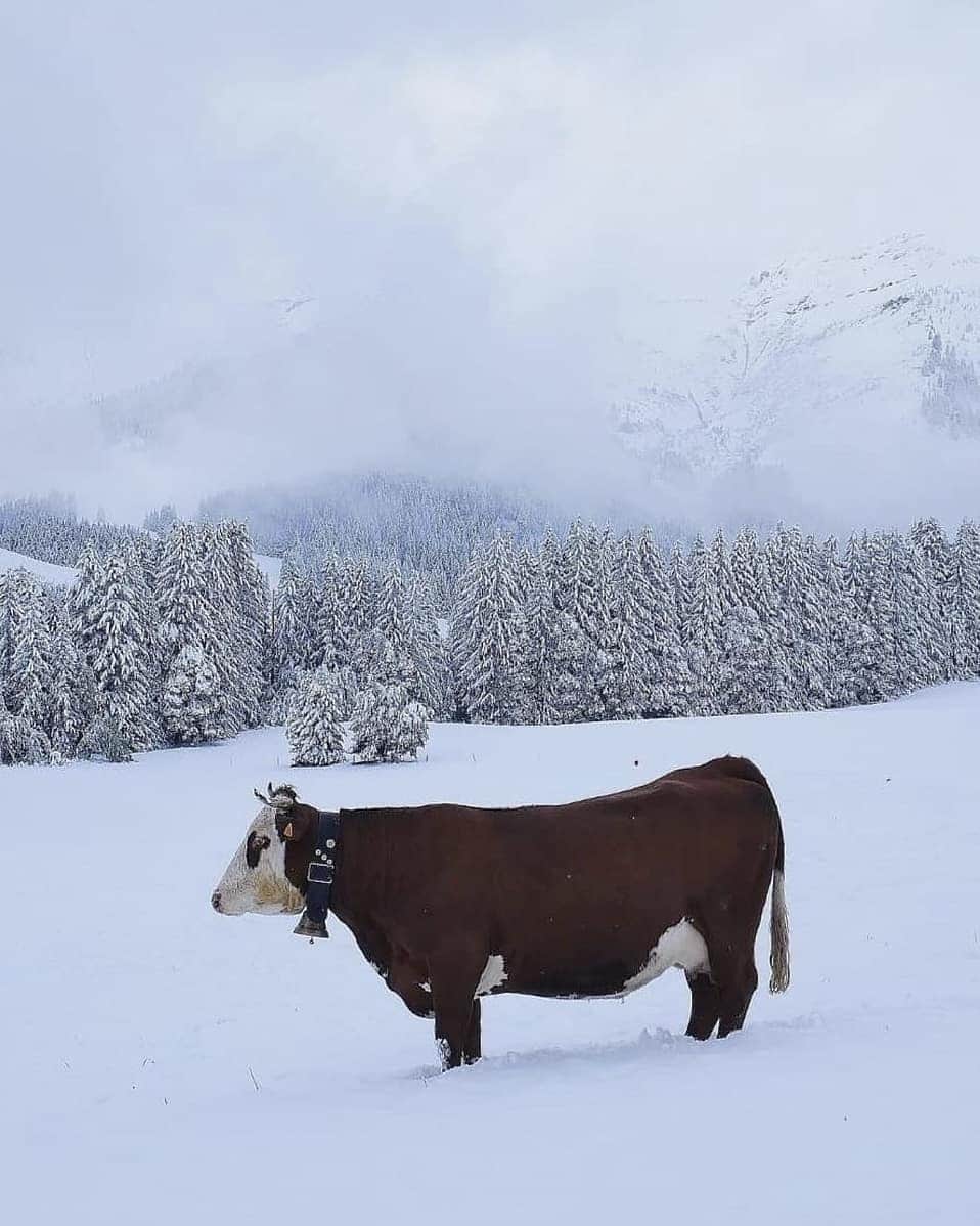 BEAUTIFUL HOTELSさんのインスタグラム写真 - (BEAUTIFUL HOTELSInstagram)「Here's some great news: Les Fermes de Marie will open soon for the winter season this December 11, 2020. Truly a winter haven in the French Alps! ❄️  Hotels and chalets are spread over this rustic-chic five-acre property in Megève, France, a popular ski destination. ⛷ After a day of adventure at the slopes, an outdoor hot tub will be waiting for you to soothe those aching muscles! 😌Where are you planning to spend your winter vacation?   📸 @adrianbaias, @florina__toma and @megeve_officiel  📍@lesfermesdemarie, Megève, France」11月14日 0時23分 - beautifulhotels
