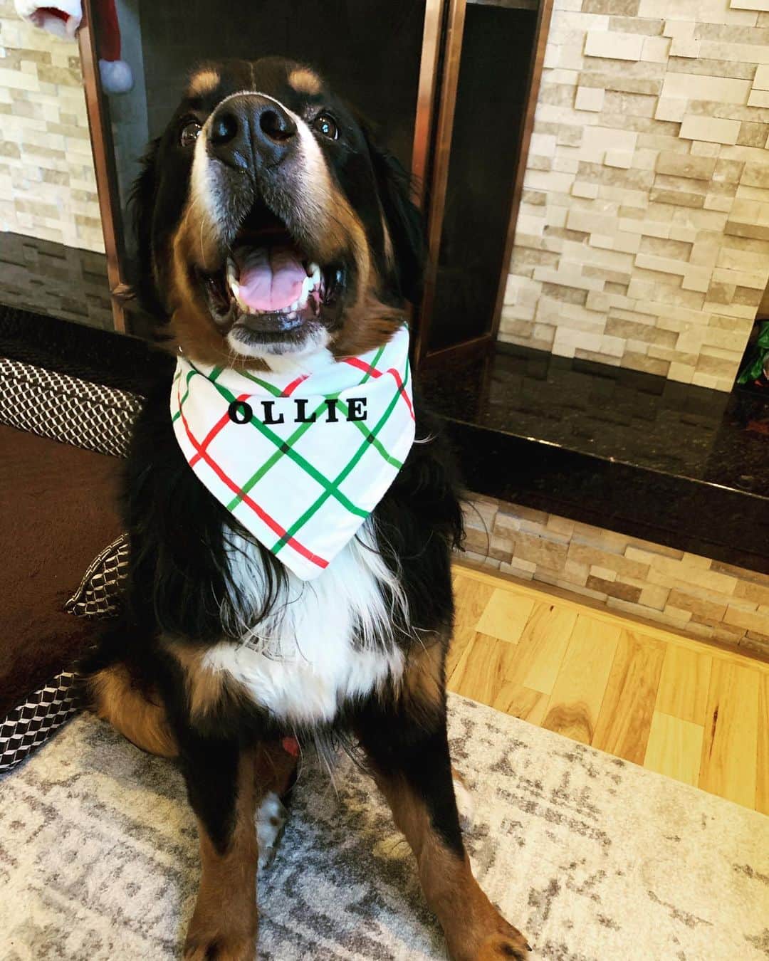 メリッサ・フランクリンのインスタグラム：「I mean... could he BE and happier or more adorable😭❤️ My sweetest girlfriend gave us the best early Christmas present, a matching bandana and scrunchie. Best. Present. Ever🎁」