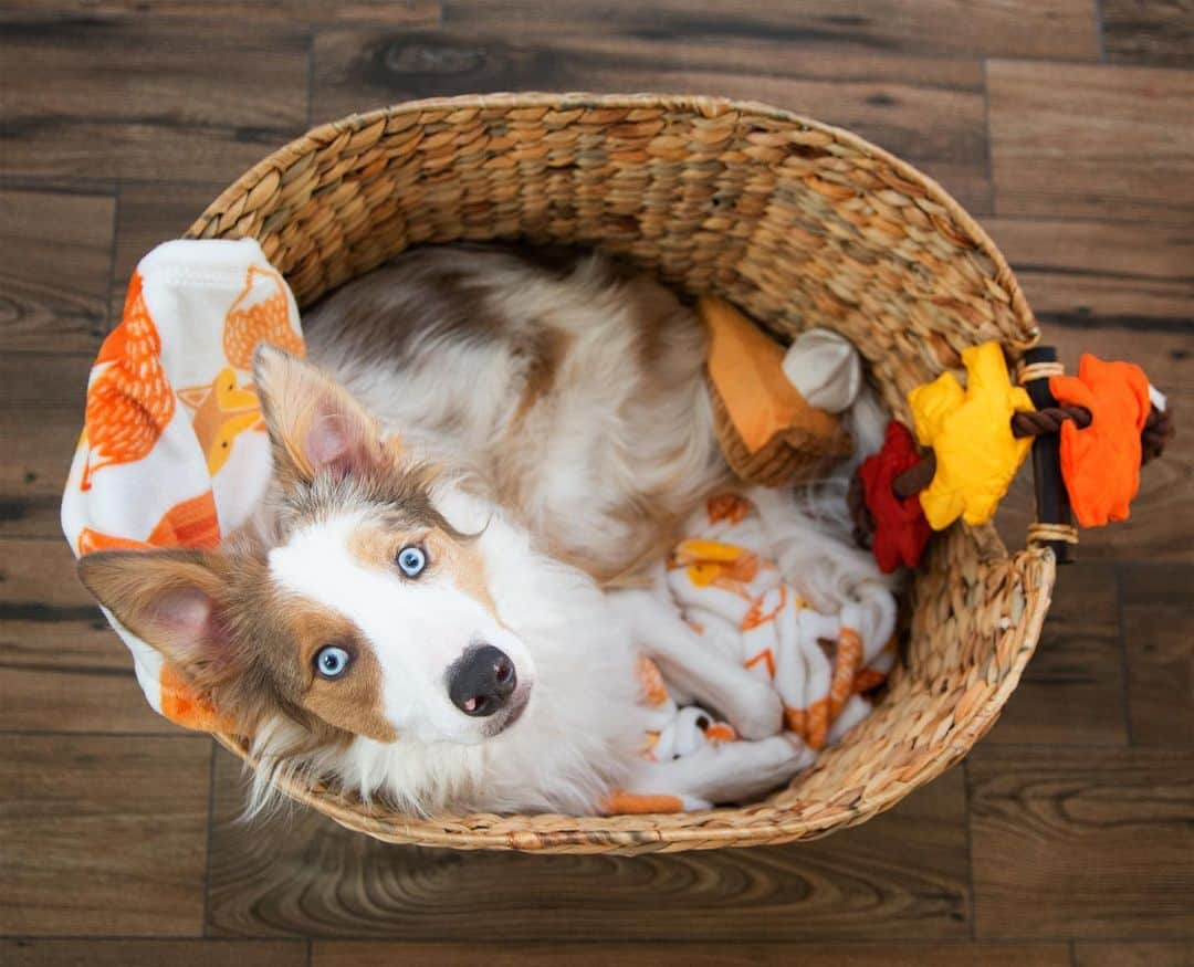 Jazzy Cooper Fostersさんのインスタグラム写真 - (Jazzy Cooper FostersInstagram)「BB: Mom, I’m gonna need a new nest.🧺 PB: I’ll take it.   Baby BB used to squeeze herself in any baskets or boxes. I’ll have to find a bigger and more comfortable nest for her.」11月14日 0時34分 - bordernerd