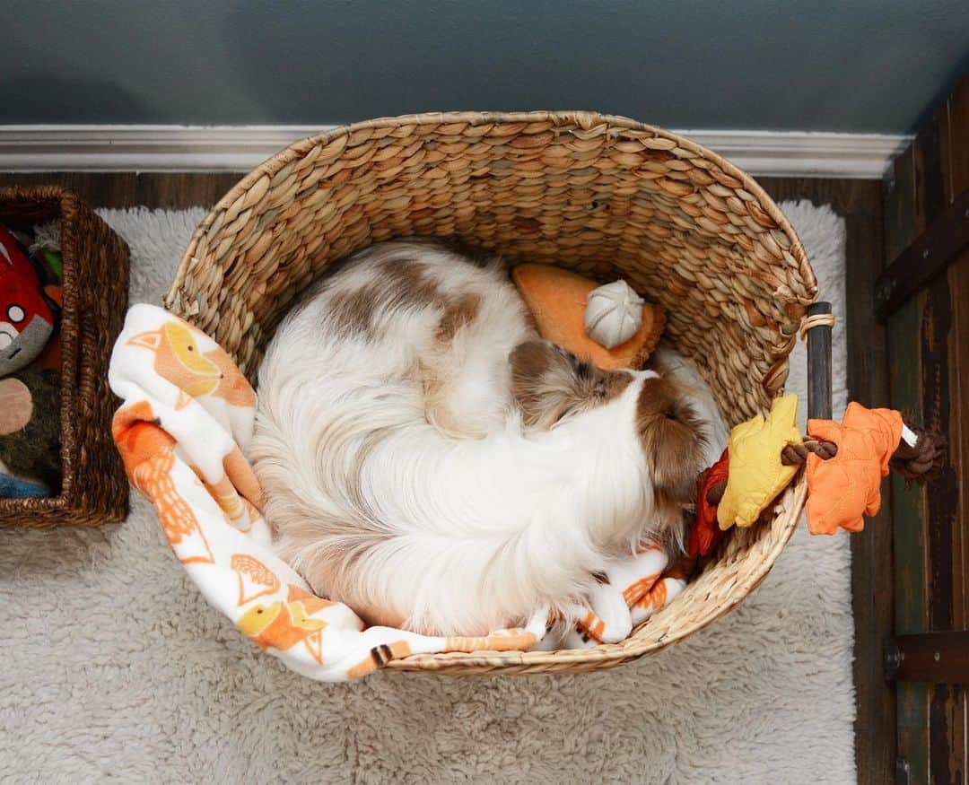 Jazzy Cooper Fostersさんのインスタグラム写真 - (Jazzy Cooper FostersInstagram)「BB: Mom, I’m gonna need a new nest.🧺 PB: I’ll take it.   Baby BB used to squeeze herself in any baskets or boxes. I’ll have to find a bigger and more comfortable nest for her.」11月14日 0時34分 - bordernerd