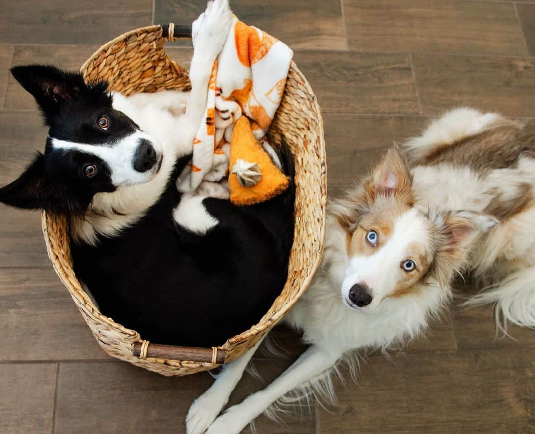 Jazzy Cooper Fostersさんのインスタグラム写真 - (Jazzy Cooper FostersInstagram)「BB: Mom, I’m gonna need a new nest.🧺 PB: I’ll take it.   Baby BB used to squeeze herself in any baskets or boxes. I’ll have to find a bigger and more comfortable nest for her.」11月14日 0時34分 - bordernerd