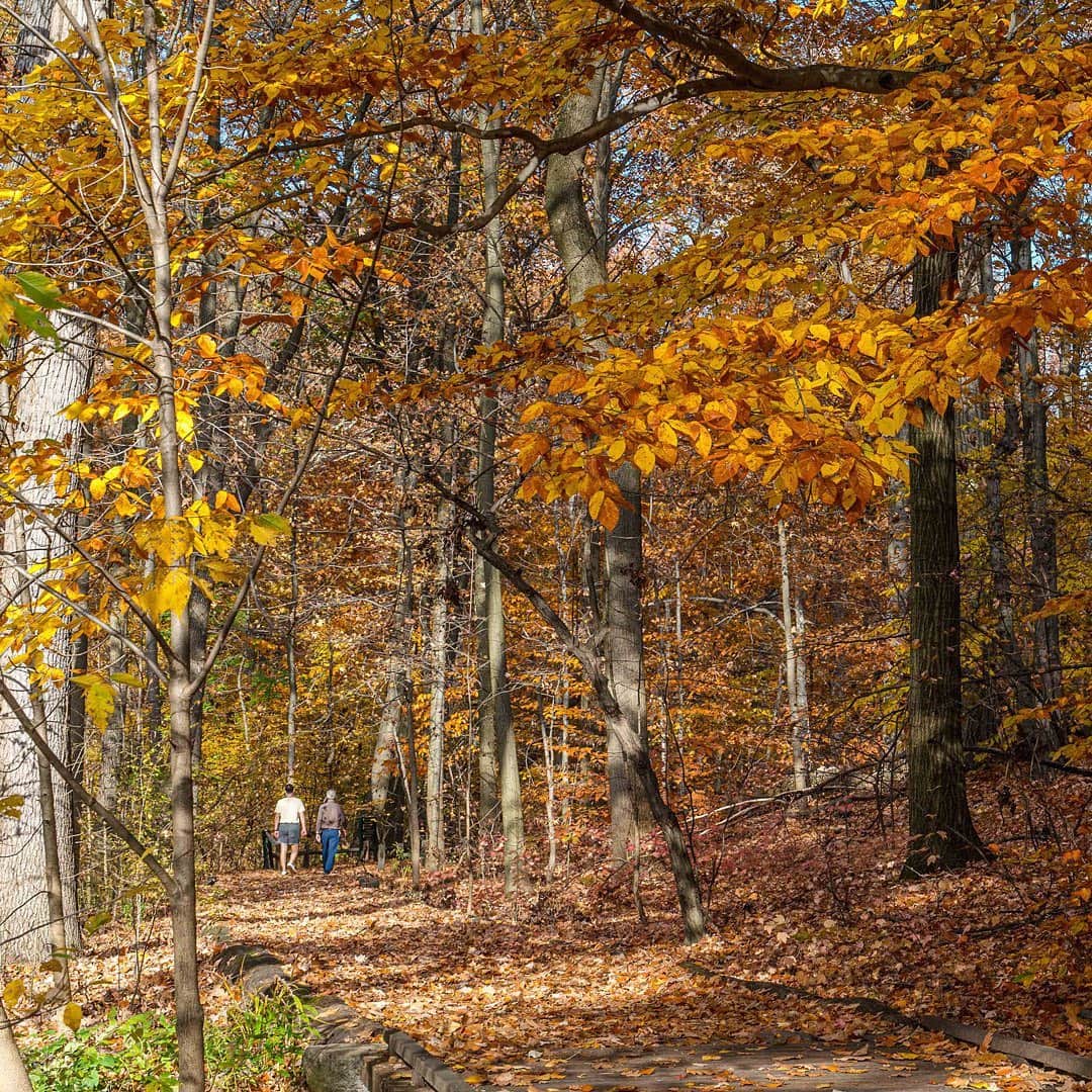 ニューヨーク植物園のインスタグラム：「This weekend, experience the meditative calm of shinrin-yoku, or "forest bathing," with our all-new audio tour in the Thain Forest. 🌲 . The Japanese practice of forest bathing allows you to clear your mind and embrace the sights, sounds, smells, and sensations of your natural surroundings by focusing on the moment and the living world around you. Hit the link in our bio to learn more about this relaxing new experience focused on NYBG landmarks, and try it for yourself in our 50-acre, old-growth Forest. . #plantlove #AllInNYC」