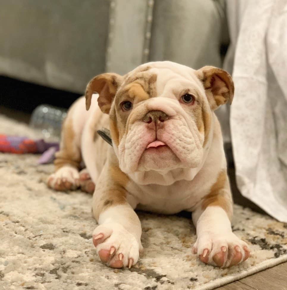 Bodhi & Butters & Bubbahのインスタグラム：「I like this caramel Frappuccino puppy a latte 😍😍😍 met this adorable boy from @minibulldogsrus bulldogs last night and I’m OBSESSED 💗  . . . . . #bulldog #puppy #love #caramel #frappuccino #friday #weekendvibes #weekend #feels #puppylove #dogs #are #the #best #dogsofinstagram #obsessed #cute #baby #smile #happy #dog #mom #life」
