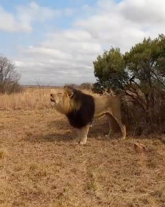 Kevin Richardson LionWhisperer のインスタグラム