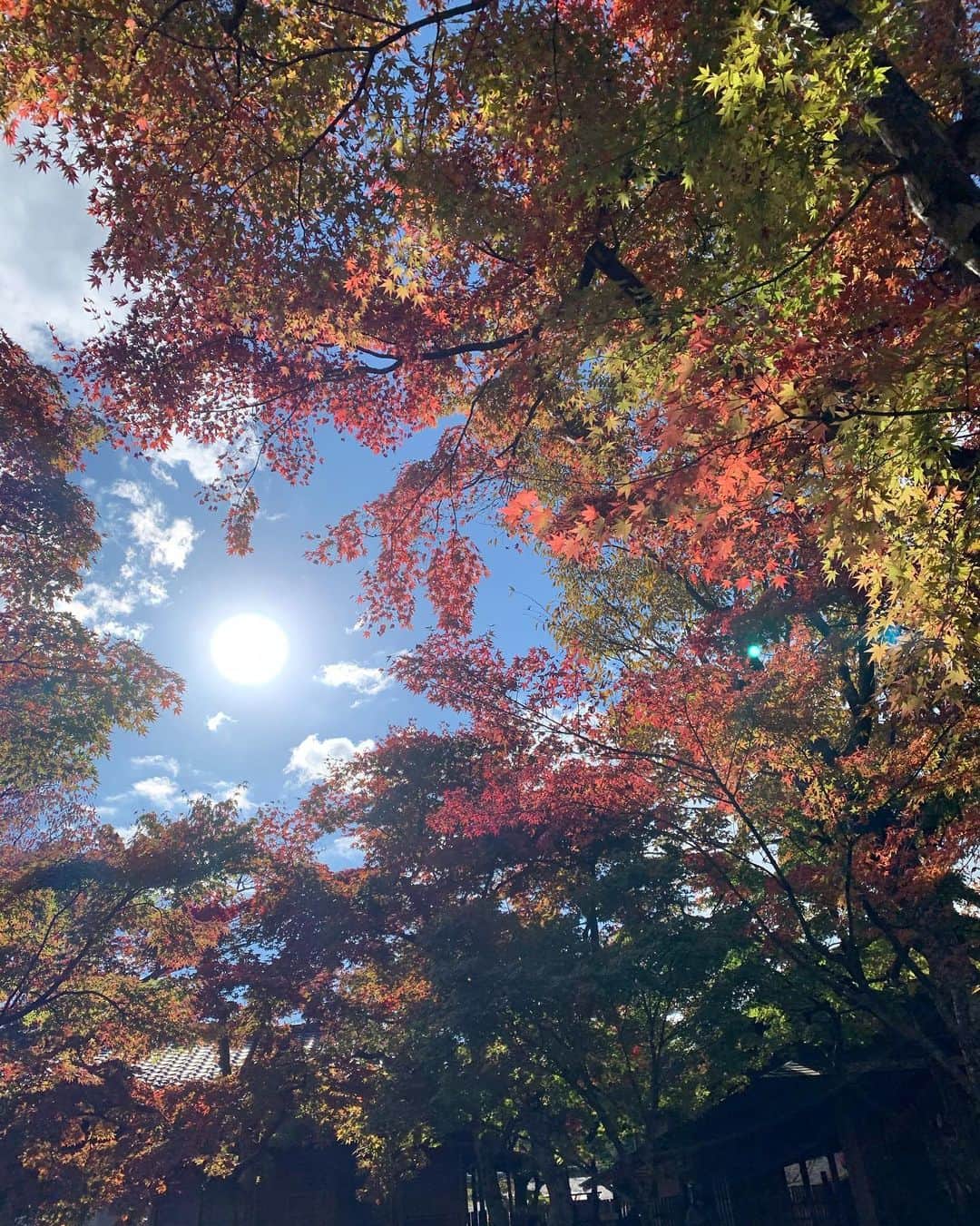 早川茉希さんのインスタグラム写真 - (早川茉希Instagram)「📍箱根美術館🍁  一方、こちらは箱根の紅葉風景✨  箱根美術館の庭園では、 200本の紅葉を楽しめます。 窓の外を眺めながら お茶室でお抹茶もいただきました🍵  青空や鮮やかな緑色の苔に映える紅葉が 美しくて、うっとり🥺  どれもフィルター無しの写真です！📸 2枚目は、歩きながら見ずに適当に撮ったら 良い感じに太陽が入った🙌🏻  #箱根 #紅葉情報 #紅葉狩り #箱根観光 #箱根美術館 #日本庭園 #苔庭 #鯉も立派 #よじごじdays #テレ東 #テレビ東京 #ロケ #お仕事 #リポーター #ジョイスタッフ #早川茉希」11月14日 1時00分 - maki_hayakawa