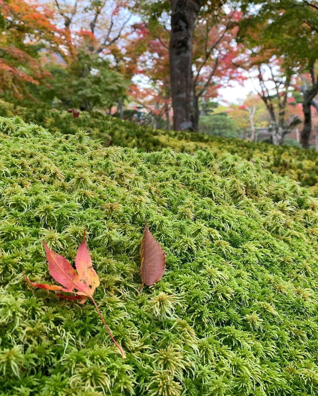 早川茉希さんのインスタグラム写真 - (早川茉希Instagram)「📍箱根美術館🍁  一方、こちらは箱根の紅葉風景✨  箱根美術館の庭園では、 200本の紅葉を楽しめます。 窓の外を眺めながら お茶室でお抹茶もいただきました🍵  青空や鮮やかな緑色の苔に映える紅葉が 美しくて、うっとり🥺  どれもフィルター無しの写真です！📸 2枚目は、歩きながら見ずに適当に撮ったら 良い感じに太陽が入った🙌🏻  #箱根 #紅葉情報 #紅葉狩り #箱根観光 #箱根美術館 #日本庭園 #苔庭 #鯉も立派 #よじごじdays #テレ東 #テレビ東京 #ロケ #お仕事 #リポーター #ジョイスタッフ #早川茉希」11月14日 1時00分 - maki_hayakawa