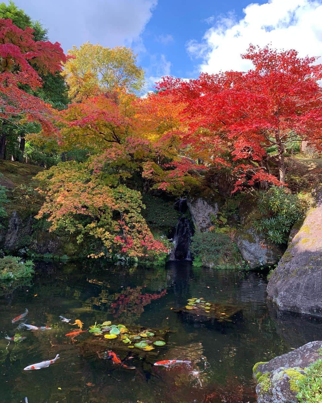 早川茉希のインスタグラム：「📍箱根美術館🍁  一方、こちらは箱根の紅葉風景✨  箱根美術館の庭園では、 200本の紅葉を楽しめます。 窓の外を眺めながら お茶室でお抹茶もいただきました🍵  青空や鮮やかな緑色の苔に映える紅葉が 美しくて、うっとり🥺  どれもフィルター無しの写真です！📸 2枚目は、歩きながら見ずに適当に撮ったら 良い感じに太陽が入った🙌🏻  #箱根 #紅葉情報 #紅葉狩り #箱根観光 #箱根美術館 #日本庭園 #苔庭 #鯉も立派 #よじごじdays #テレ東 #テレビ東京 #ロケ #お仕事 #リポーター #ジョイスタッフ #早川茉希」