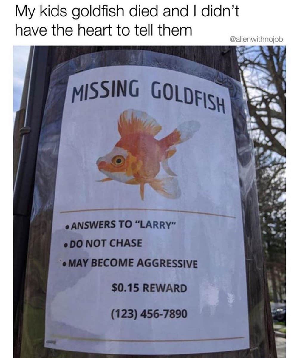 Average Parent Problemsのインスタグラム：「We took ours to a local pond to revive him. He floated straight to the top, but that’s normal. He just has to get used to his new environment and I’m sure he’s fine now! Share your dead pet fish stories below! // credit: @alienwithnojob」