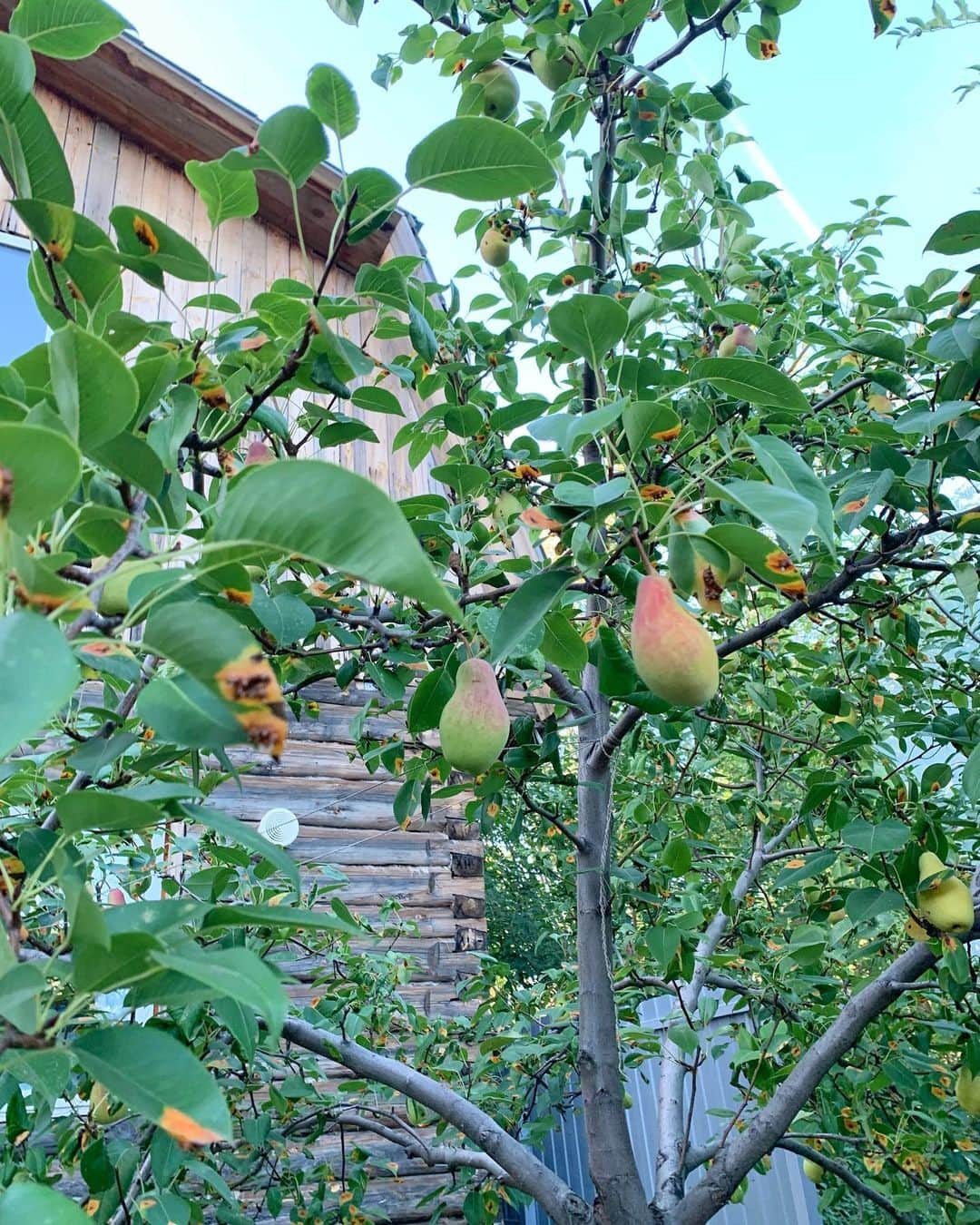 Laraさんのインスタグラム写真 - (LaraInstagram)「Picking apples to make dried apples! 🍏 . . #🇷🇺 #ロシア #2019年9月」11月14日 1時11分 - fa_la_lara