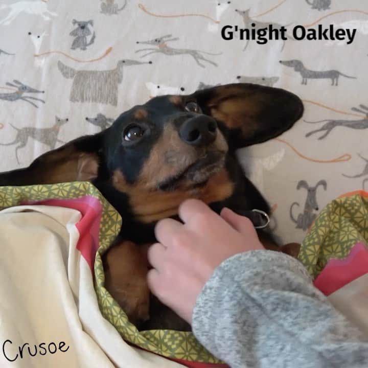 Crusoe the Celebrity Dachshundのインスタグラム：「“Happy Friday 13! Don’t fall asleep! 😱” ~ Crusoe」