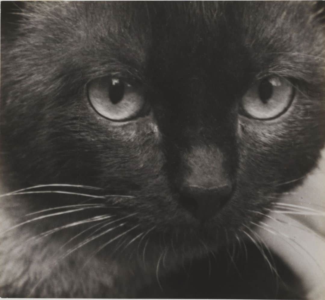 フィラデルフィア美術館さんのインスタグラム写真 - (フィラデルフィア美術館Instagram)「#SpookySeason was extended this year. Happy #FridayThe13th.  “Siamese Cat, Paris,” 1928, by André Kertész」11月14日 1時29分 - philamuseum