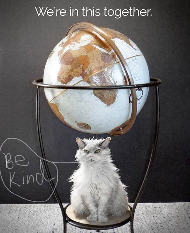 アルベルトさんのインスタグラム写真 - (アルベルトInstagram)「#pompousalbert #worldkindnessday」11月14日 1時29分 - pompous.albert