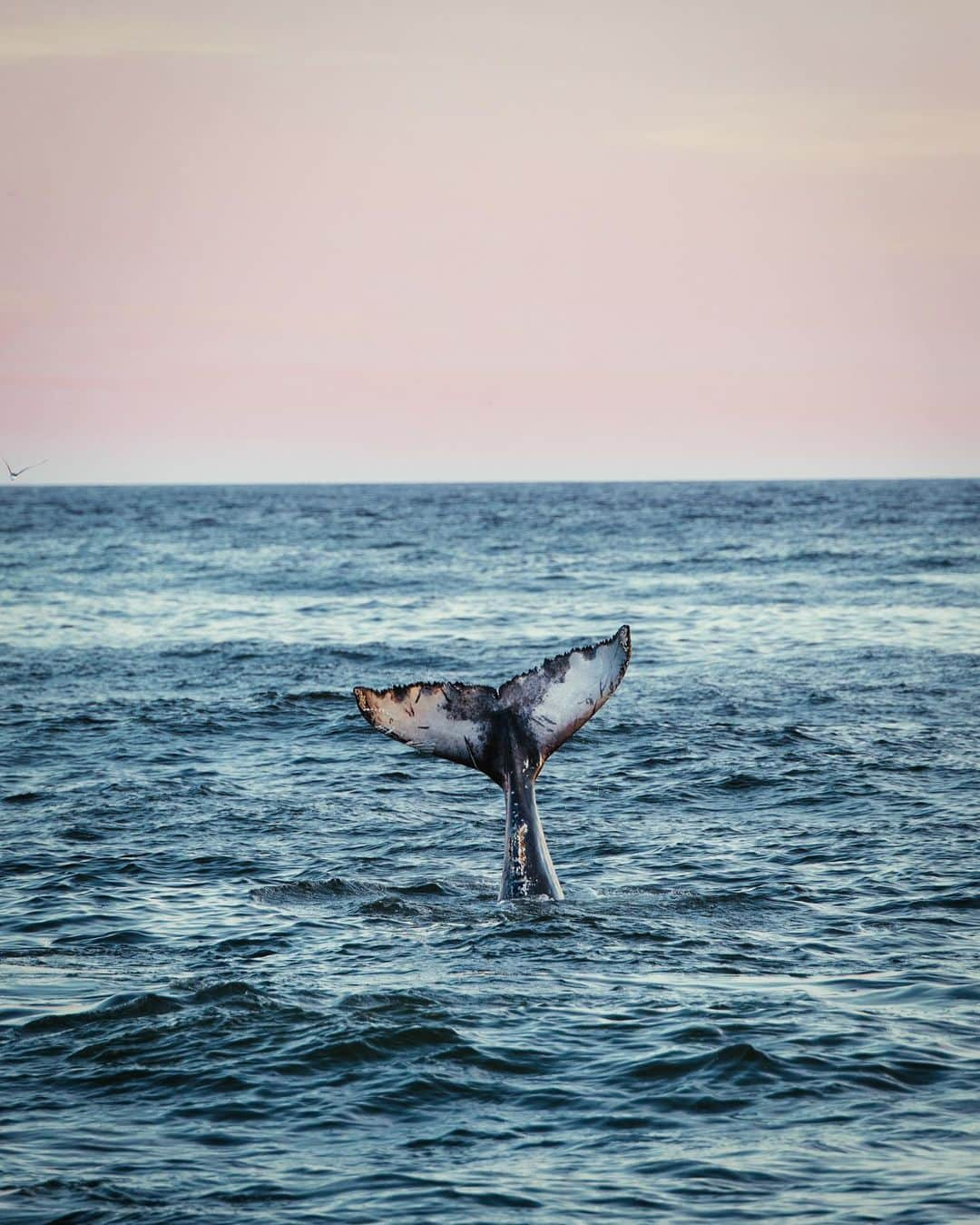 Explore Canadaさんのインスタグラム写真 - (Explore CanadaInstagram)「Hey everyone! I’m Kara O‘Keefe (@karaokeefe), a pharmacist and freelance photographer from Canada’s most easterly province - Newfoundland and Labrador.⁠⠀ ⁠⠀ Growing up in a province isolated from the rest of Canada leant itself to the development of my desire to travel. I have been so privileged to experience countless impressive, breathtaking places in my travels. Seeing the world and its wonders allowed me to appreciate our own wonders here at home. The lightning crack of an iceberg calving, humpback whales feeding metres from the shore, brilliant sunsets over rocky cliffs, the smell of the ocean on a foggy day, the tones of our barren bogs, our colourful homes, a bucket of cod just caught in the bay. And the people! The quick wit, the charming accents, the hospitality, the beauty in chit chat with a stranger. Each nook and cranny of our province, which I’m privileged to photograph, grounds me closer and closer to my home. This year has demonstrated, more than ever, the importance of exploring, supporting, and contributing to the places we call home.⁠⠀ ⁠⠀ Newfoundland and Labrador is raw. It is honest in its culture and spirit. Our landscape, rural makeup, and heritage are striking to all who visit. We share a deep pride for our province, its beauty, and our ability to make this rock our home. This is apparent from the row houses of St. John’s, to the rural communities dotting our shores, to the northern tip of Labrador. You’ll be tickled to hear it in a variety of dialects if you simply take the time to listen. I am a proud Canadian and a proud Newfoundlander - both of which I carry with me throughout my travels. This pride for my heritage and love for my home shines brightest when I hold my camera. It serves as an extension of myself, which I use to present my province.⁠⠀ My only advice is to get out there and seek the beauty in your own home and surroundings. When you’ve discovered this beauty, I hope that you’ll come explore ours right here in Newfoundland and Labrador.⁠⠀ ⁠⠀ You won’t regret it.⁠⠀ ⁠⠀ 📷: @karaokeefe⁠⠀ 📍: @newfoundlandlabrador⁠⠀ ⁠⠀ #ExploreNL #IcebergsNL」11月14日 1時49分 - explorecanada