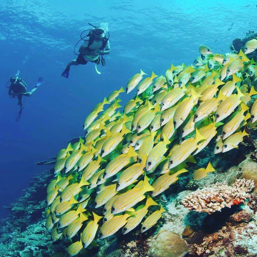 ジャン＝エリック・ベルニュのインスタグラム：「Diving in paradise 😍 @benoitlamonerie」