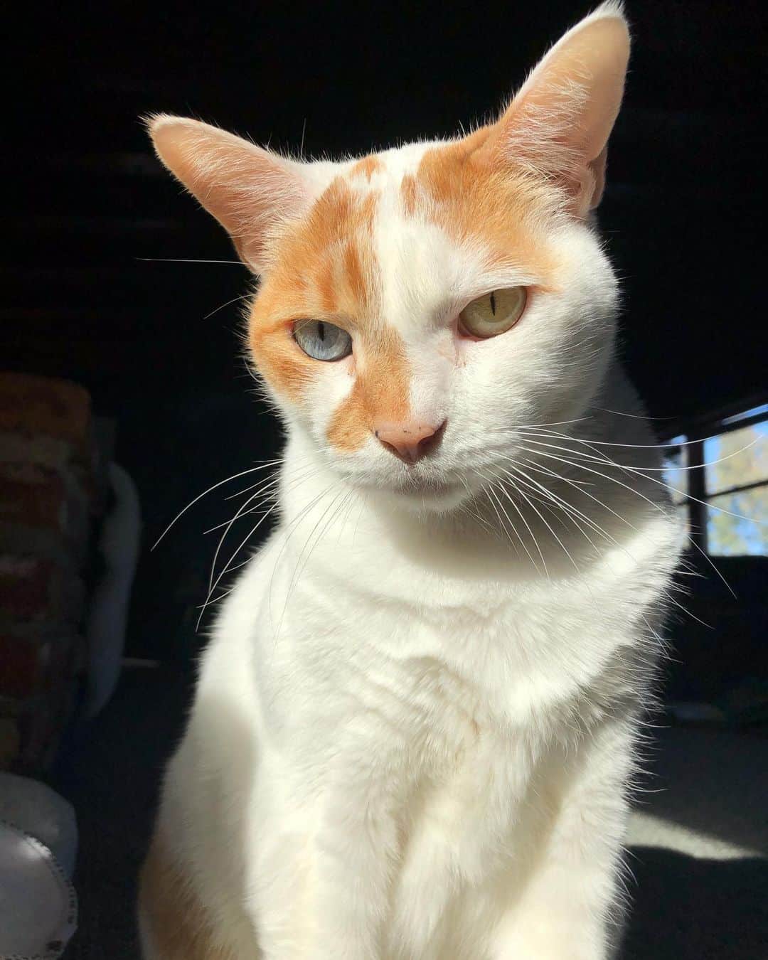 のインスタグラム：「Caught majestic Richard sitting in a sunbeam this morning 😻☀️」