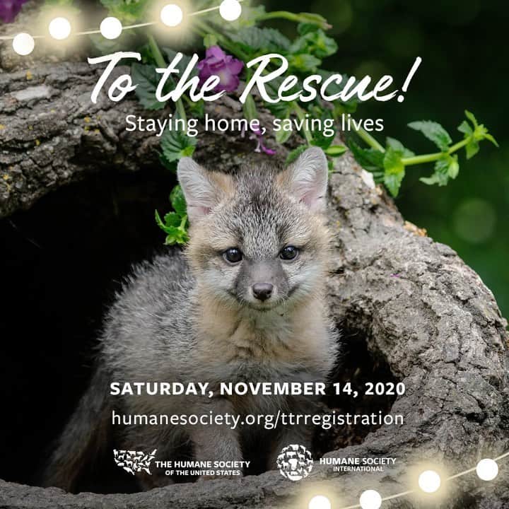 ミーナ・スヴァーリのインスタグラム：「#ToTheRescue is going virtual this Saturday, November 14th! Join me in celebrating @humanesociety and the courageous acts of kindness for animals taking place worldwide! Visit my story for a swipe up link on how to participate✨🙏🏼 #AnimalRights #HumaneSociety #KindnessForAnimals」