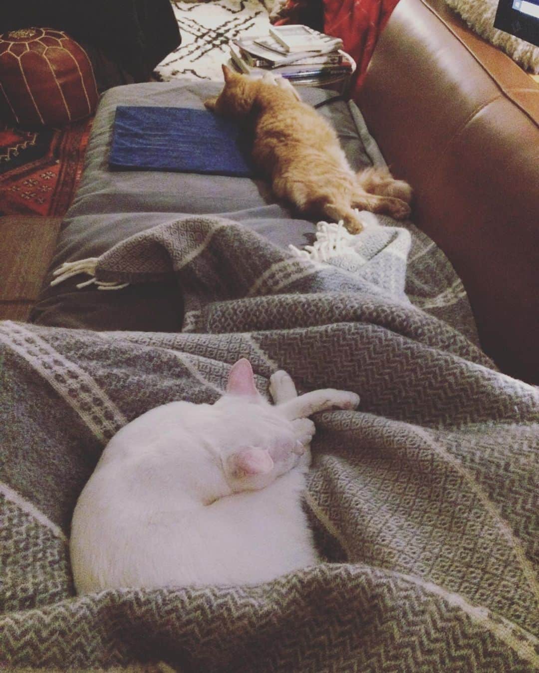 岡田屋鉄蔵のインスタグラム：「仕事明け。クールダウンにぼんやり映画見てたら猫さん達が寄って来ました。普段は呼んでも来ないのだが。」